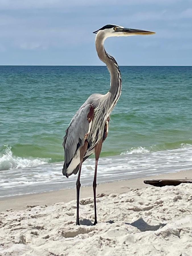 Shoalwater 704 Apartment Orange Beach Bagian luar foto